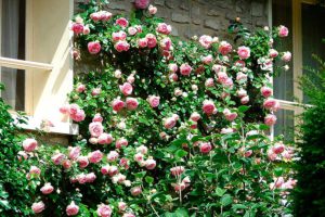 Как укрыть плетистые розы на зиму - способ утепления