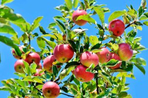 Подкормка яблонь для высокой урожайности