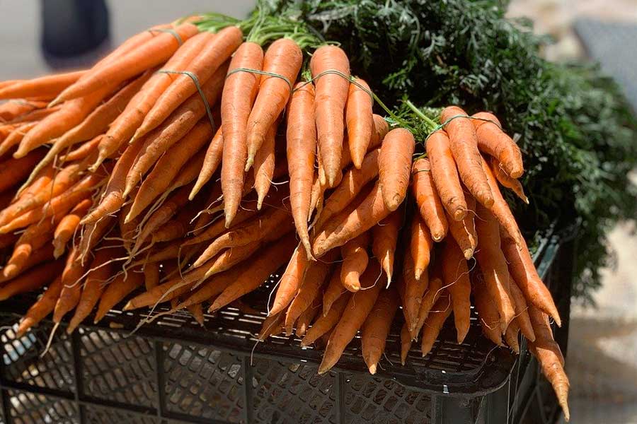 Посадка моркови под зиму, первый способ