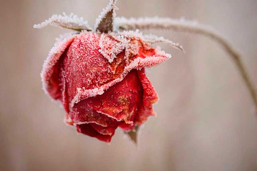 Почему замерзают розы, 7 основных причин