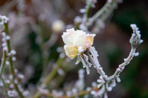 Почему замерзла роза и что делать