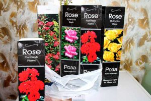 Почему не приживаются розы из красивых картонных коробок