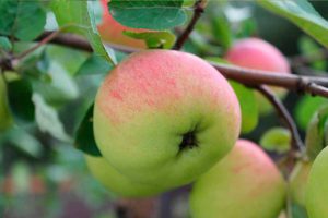 Почему опадают завязи у яблони