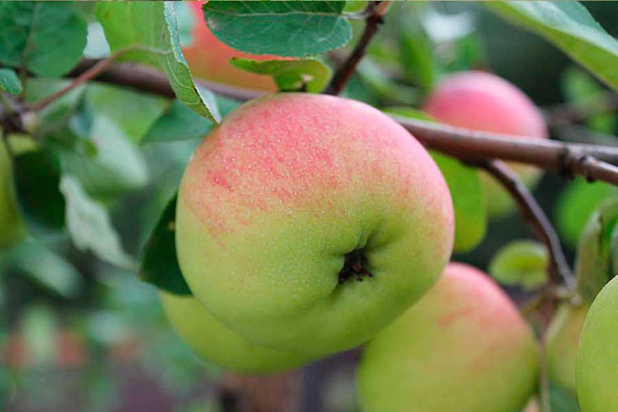 Почему опадают завязи у яблони