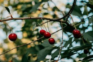 Почему у вишни опадают завязи и что делать