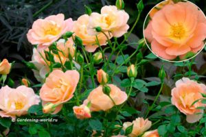 Розы Oso Easy Peachy Cream, персикового цвета