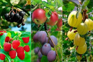 Смешанные посадки плодовых деревьев и ягодных кустарников