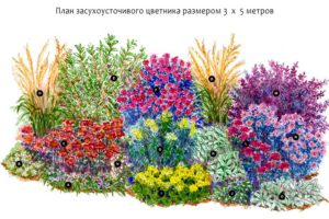 Схема цветника из засухоустойчивых растений