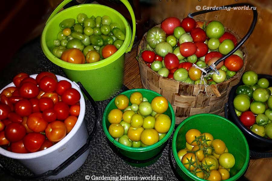 Урожайность томатов - 9 полезных фактов