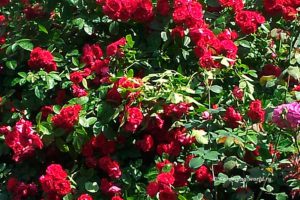 Уход за плетистой розой с весны до осени