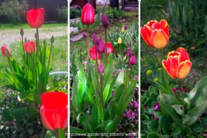 Уход за тюльпанами весной
