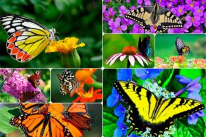 Цветник - «Сад бабочек». План, схема, фото цветов