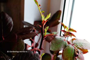 Черенкование роз осенью в домашних условиях