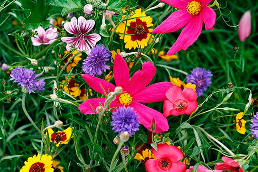 Яркие цветы в саду - лучшие советы