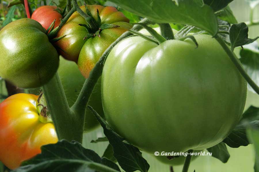 Обработка томатов йодом