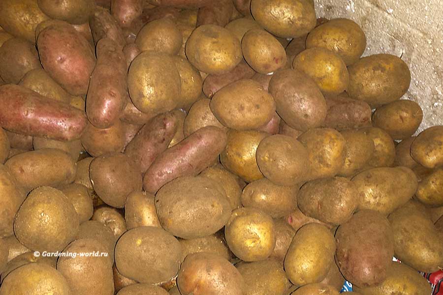 Подготовка картофеля к посадке за 7 шагов - Мир Садоводства