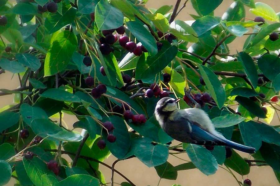 Птицы клюют ягоды