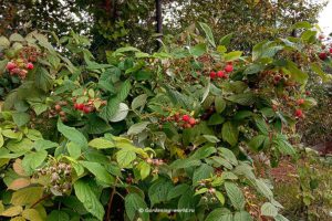 Ремонтантная малина осенью - как не потерять урожай
