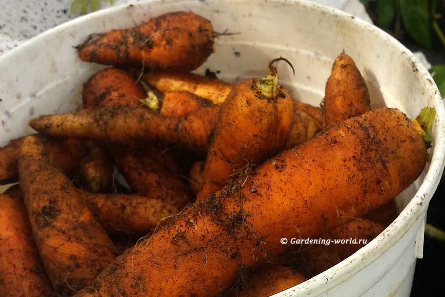 Хранение моркови на грядке до весны