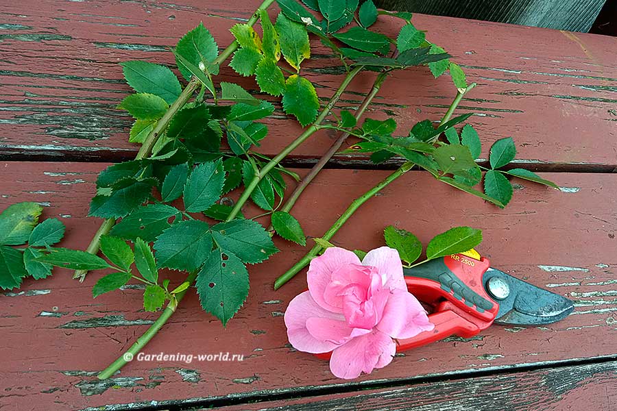 Как черенковать розы осенью — 7 правил размножения
