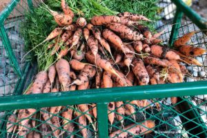 Хранение моркови на зиму – разбор ошибок