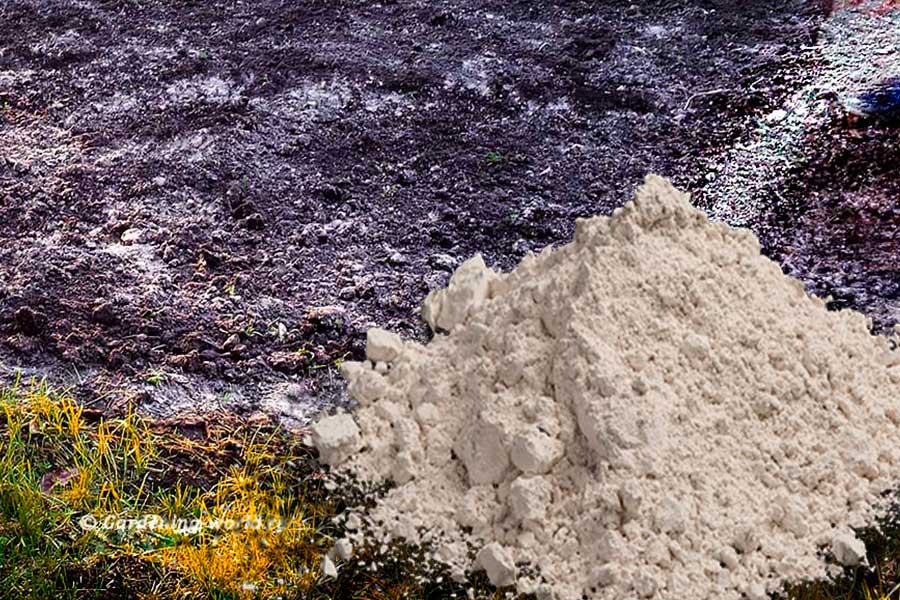 Известкование почвы — 5 правил благодатной почвы
