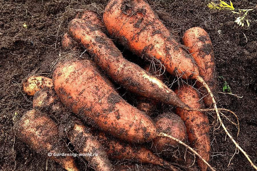 Как сохранить морковь на грядке, не выкапывая