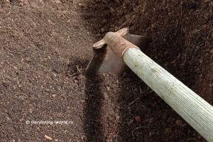 Лучшая почва для рассады — готовим ее осенью