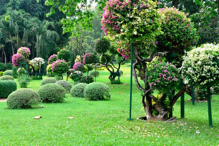 Декоративные деревья и кустарники для одиночных посадок