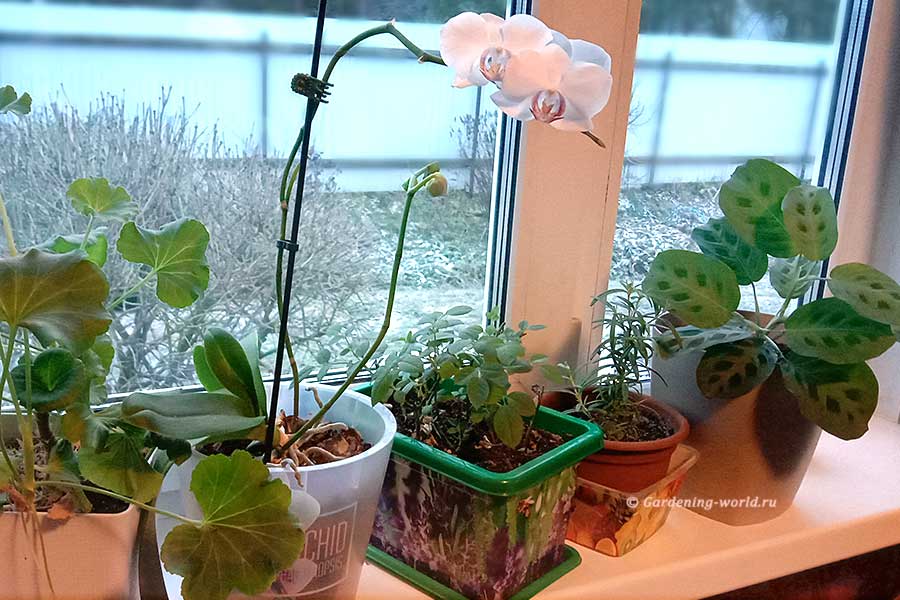 Домашние комнатные растения – какой уход зимой