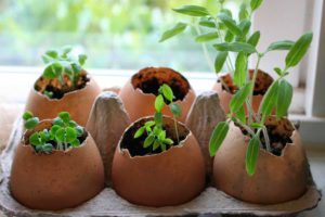 Скорлупа яиц для растений: подготовка и 7 советов использования