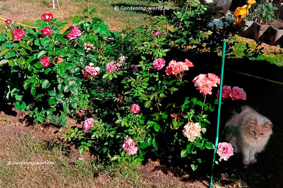 Черенки роз дома зимой — умножаем посадочный материал