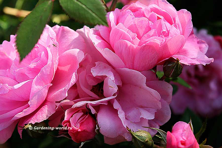 Уход за розами весной — календарь работ на 3 месяца