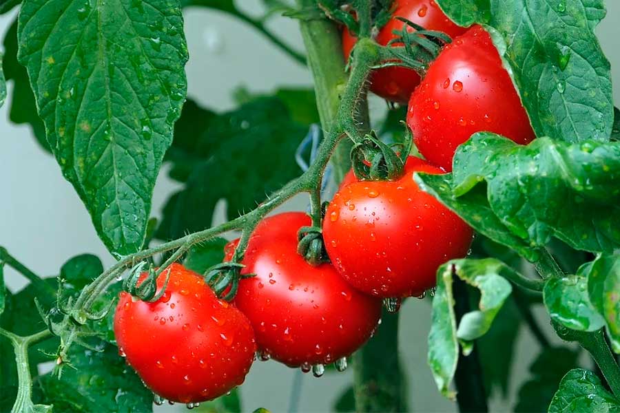 Определяем проблемы томатов по внешнему виду, таблица