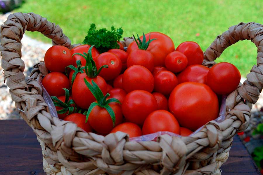 Как вырастить сладкие томаты — секреты не только в сорте