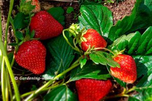 Чтобы ягоды клубники были крупными — 5 правил для ремонтантных сортов