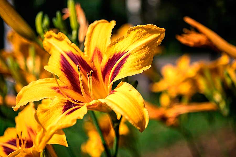 Лилейник — 10 преимуществ уникального растения для посадки в саду