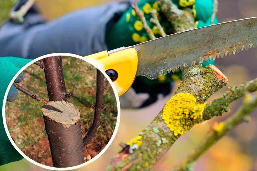 Садовая замазка для дерева – как сделать самому, правила использования