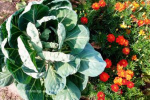 Как сажать капусту осенью – 2 варианта подзимнего посева