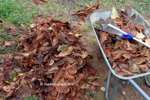 Работы в саду в октябре — 7 полезных дел