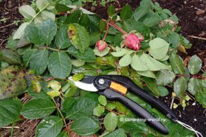 Удаление листьев у роз — зачем и как правильно сделать