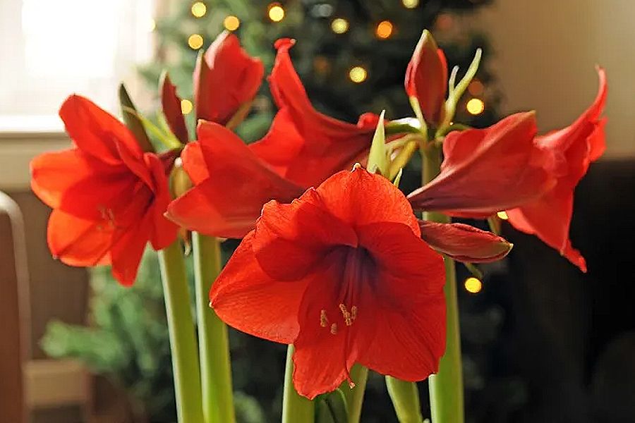 Цветы гиппеаструма — почему он не цветёт