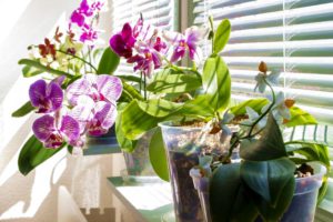 Домашние комнатные растения — 7 главных ошибок ухода