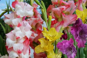 Выращивание гладиолусов — 10 секретов пышного цветения