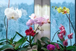 Популярные сорта орхидей для выращивания в квартире