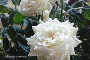 Как спасти домашнюю розу от паутинного клеща