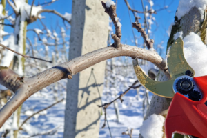 Обрезка яблони зимой — что надо знать