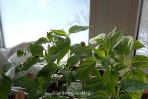 Как посадить семена перца — простой и полезный опыт