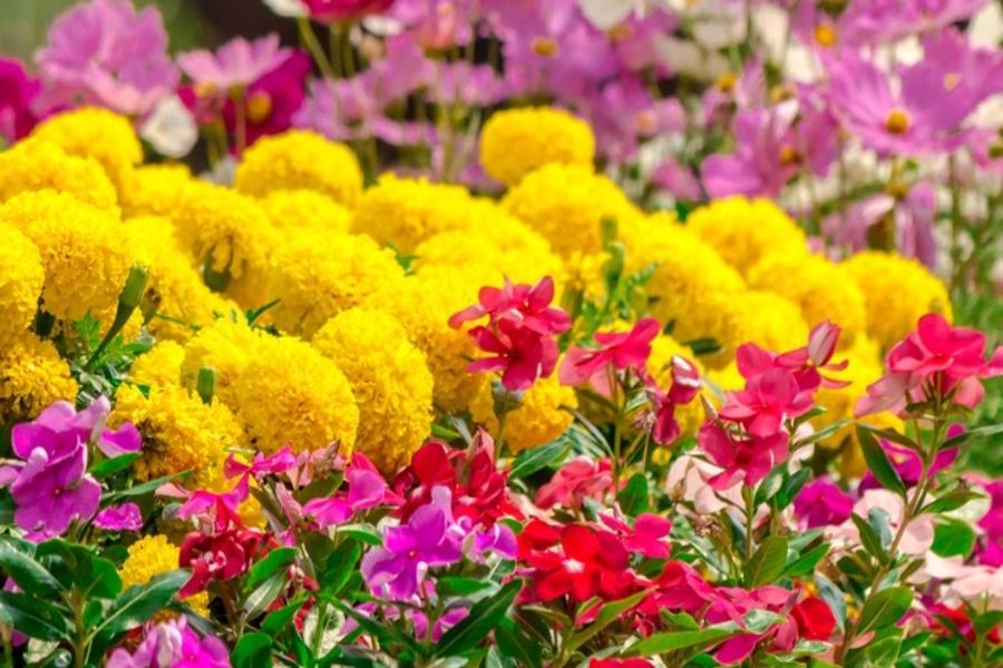 Какие однолетние цветы посеять в апреле — 5 привлекательных и нетребовательных