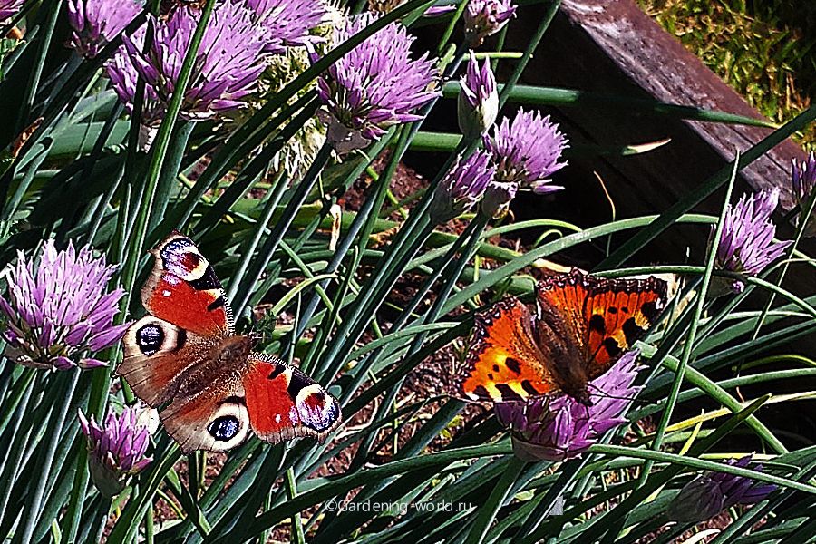 Вредят ли бабочки на огороде — названия, фото